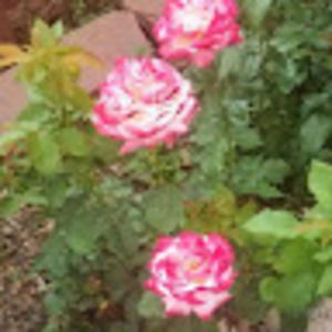 Meet your Posher, Davida